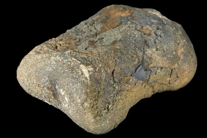 Fossil Hadrosaur Phalange - Alberta (Disposition #-) #134505